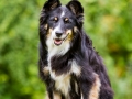 Border_Collie_Mischling_Maggy_tricolor_Hundefotografie_Marburg_Tierfotografie_Hund_Fotografin_Christine_Hemlep (11).jpg