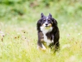 Border_Collie_Mischling_Maggy_tricolor_Hundefotografie_Marburg_Tierfotografie_Hund_Fotografin_Christine_Hemlep (13).jpg