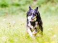 Border_Collie_Mischling_Maggy_tricolor_Hundefotografie_Marburg_Tierfotografie_Hund_Fotografin_Christine_Hemlep (15).jpg