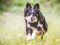 Border_Collie_Mischling_Maggy_tricolor_Hundefotografie_Marburg_Tierfotografie_Hund_Fotografin_Christine_Hemlep (17).jpg