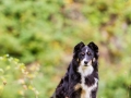 Border_Collie_Mischling_Maggy_tricolor_Hundefotografie_Marburg_Tierfotografie_Hund_Fotografin_Christine_Hemlep (3).jpg