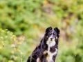 Border_Collie_Mischling_Maggy_tricolor_Hundefotografie_Marburg_Tierfotografie_Hund_Fotografin_Christine_Hemlep (5).jpg