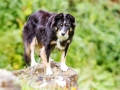 Border_Collie_Mischling_Maggy_tricolor_Hundefotografie_Marburg_Tierfotografie_Hund_Fotografin_Christine_Hemlep (7).jpg