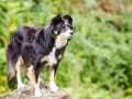 Border_Collie_Mischling_Maggy_tricolor_Hundefotografie_Marburg_Tierfotografie_Hund_Fotografin_Christine_Hemlep (9).jpg