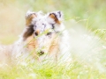 Langhaarcollie_Rough_Collie_Gaia_bluemerle_Hundefotografie_Marburg_Tierfotografie_Hund_Fotografin_Christine_Hemlep (1).jpg