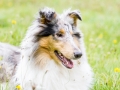 Langhaarcollie_Rough_Collie_Gaia_bluemerle_Hundefotografie_Marburg_Tierfotografie_Hund_Fotografin_Christine_Hemlep (3).jpg