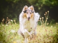 Langhaarcollie_Rough_Collie_Gaia_bluemerle_Hundefotografie_Marburg_Tierfotografie_Hund_Fotografin_Christine_Hemlep (5).jpg