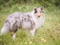 Langhaarcollie_Rough_Collie_Gaia_bluemerle_Hundefotografie_Marburg_Tierfotografie_Hund_Fotografin_Christine_Hemlep (7).jpg