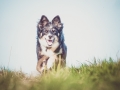Hundefotografie_Tierfotografie_Marburg_Fotografin_Christine_Hemlep_Hund_Border_Collie_Mischling_tricolor_Maggy (11)