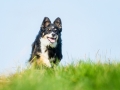 Hundefotografie_Tierfotografie_Marburg_Fotografin_Christine_Hemlep_Hund_Border_Collie_Mischling_tricolor_Maggy (13)