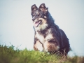 Hundefotografie_Tierfotografie_Marburg_Fotografin_Christine_Hemlep_Hund_Border_Collie_Mischling_tricolor_Maggy (17)