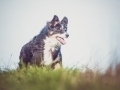 Hundefotografie_Tierfotografie_Marburg_Fotografin_Christine_Hemlep_Hund_Border_Collie_Mischling_tricolor_Maggy (20)