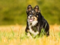 Hundefotografie_Tierfotografie_Marburg_Fotografin_Christine_Hemlep_Hund_Border_Collie_Mischling_tricolor_Maggy (22)