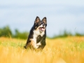 Hundefotografie_Tierfotografie_Marburg_Fotografin_Christine_Hemlep_Hund_Border_Collie_Mischling_tricolor_Maggy (25)