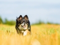 Hundefotografie_Tierfotografie_Marburg_Fotografin_Christine_Hemlep_Hund_Border_Collie_Mischling_tricolor_Maggy (28)