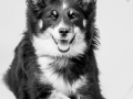 Hundefotografie_Tierfotografie_Marburg_Fotografin_Christine_Hemlep_Hund_Border_Collie_Mischling_tricolor_Maggy (3)