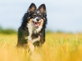 Hundefotografie_Tierfotografie_Marburg_Fotografin_Christine_Hemlep_Hund_Border_Collie_Mischling_tricolor_Maggy (31)