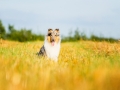 Hundefotografie_Tierfotografie_Marburg_Fotografin_Christine_Hemlep_Hund_Langhaarcollie_Collie_blue_merle_Gaia (103)