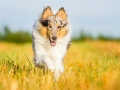 Hundefotografie_Tierfotografie_Marburg_Fotografin_Christine_Hemlep_Hund_Langhaarcollie_Collie_blue_merle_Gaia (106)