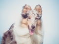 Hundefotografie_Tierfotografie_Marburg_Fotografin_Christine_Hemlep_Hund_Langhaarcollie_Collie_blue_merle_Gaia (17)