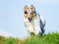 Hundefotografie_Tierfotografie_Marburg_Fotografin_Christine_Hemlep_Hund_Langhaarcollie_Collie_blue_merle_Gaia (22)