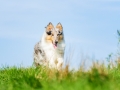 Hundefotografie_Tierfotografie_Marburg_Fotografin_Christine_Hemlep_Hund_Langhaarcollie_Collie_blue_merle_Gaia (25)