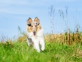 Hundefotografie_Tierfotografie_Marburg_Fotografin_Christine_Hemlep_Hund_Langhaarcollie_Collie_blue_merle_Gaia (28)