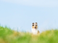 Hundefotografie_Tierfotografie_Marburg_Fotografin_Christine_Hemlep_Hund_Langhaarcollie_Collie_blue_merle_Gaia (37)