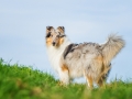 Hundefotografie_Tierfotografie_Marburg_Fotografin_Christine_Hemlep_Hund_Langhaarcollie_Collie_blue_merle_Gaia (58)