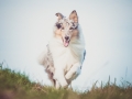 Hundefotografie_Tierfotografie_Marburg_Fotografin_Christine_Hemlep_Hund_Langhaarcollie_Collie_blue_merle_Gaia (65)