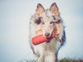 Hundefotografie_Tierfotografie_Marburg_Fotografin_Christine_Hemlep_Hund_Langhaarcollie_Collie_blue_merle_Gaia (68)