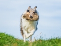 Hundefotografie_Tierfotografie_Marburg_Fotografin_Christine_Hemlep_Hund_Langhaarcollie_Collie_blue_merle_Gaia (82)