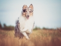 Hundefotografie_Tierfotografie_Marburg_Fotografin_Christine_Hemlep_Hund_Langhaarcollie_Collie_blue_merle_Gaia (95)