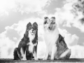 Hundefotografie_Tierfotografie_Marburg_Fotografin_Christine_Hemlep_Hunde_Langhaarcollie_Border_Collie_Mischling_Blue_merle_tricolor_Maggy_Gaia (12)