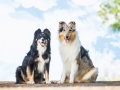 Hundefotografie_Tierfotografie_Marburg_Fotografin_Christine_Hemlep_Hunde_Langhaarcollie_Border_Collie_Mischling_Blue_merle_tricolor_Maggy_Gaia (7)