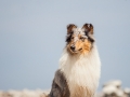 Hundemaedchen_Gaia_Rough_Collie_Langhaarcollie_bluemerle_Strand_Ostsee_Klein_Waabs_Schleswig_Holstein_Urlaub_Hund_Meer_Sand (1)