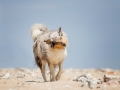 Hundemaedchen_Gaia_Rough_Collie_Langhaarcollie_bluemerle_Strand_Ostsee_Klein_Waabs_Schleswig_Holstein_Urlaub_Hund_Meer_Sand (11)