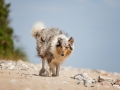 Hundemaedchen_Gaia_Rough_Collie_Langhaarcollie_bluemerle_Strand_Ostsee_Klein_Waabs_Schleswig_Holstein_Urlaub_Hund_Meer_Sand (13)
