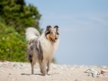 Hundemaedchen_Gaia_Rough_Collie_Langhaarcollie_bluemerle_Strand_Ostsee_Klein_Waabs_Schleswig_Holstein_Urlaub_Hund_Meer_Sand (17)