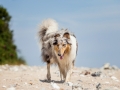 Hundemaedchen_Gaia_Rough_Collie_Langhaarcollie_bluemerle_Strand_Ostsee_Klein_Waabs_Schleswig_Holstein_Urlaub_Hund_Meer_Sand (19)
