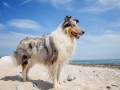 Hundemaedchen_Gaia_Rough_Collie_Langhaarcollie_bluemerle_Strand_Ostsee_Klein_Waabs_Schleswig_Holstein_Urlaub_Hund_Meer_Sand (29)