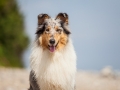 Hundemaedchen_Gaia_Rough_Collie_Langhaarcollie_bluemerle_Strand_Ostsee_Klein_Waabs_Schleswig_Holstein_Urlaub_Hund_Meer_Sand (3)