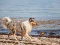 Hundemaedchen_Gaia_Rough_Collie_Langhaarcollie_bluemerle_Strand_Ostsee_Klein_Waabs_Schleswig_Holstein_Urlaub_Hund_Meer_Sand (33)
