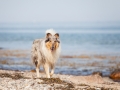 Hundemaedchen_Gaia_Rough_Collie_Langhaarcollie_bluemerle_Strand_Ostsee_Klein_Waabs_Schleswig_Holstein_Urlaub_Hund_Meer_Sand (37)