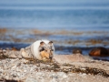 Hundemaedchen_Gaia_Rough_Collie_Langhaarcollie_bluemerle_Strand_Ostsee_Klein_Waabs_Schleswig_Holstein_Urlaub_Hund_Meer_Sand (39)