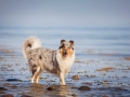 Hundemaedchen_Gaia_Rough_Collie_Langhaarcollie_bluemerle_Strand_Ostsee_Klein_Waabs_Schleswig_Holstein_Urlaub_Hund_Meer_Sand (47)