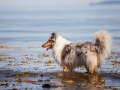 Hundemaedchen_Gaia_Rough_Collie_Langhaarcollie_bluemerle_Strand_Ostsee_Klein_Waabs_Schleswig_Holstein_Urlaub_Hund_Meer_Sand (49)