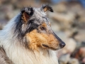 Hundemaedchen_Gaia_Rough_Collie_Langhaarcollie_bluemerle_Strand_Ostsee_Klein_Waabs_Schleswig_Holstein_Urlaub_Hund_Meer_Sand (55)