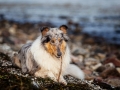 Hundemaedchen_Gaia_Rough_Collie_Langhaarcollie_bluemerle_Strand_Ostsee_Klein_Waabs_Schleswig_Holstein_Urlaub_Hund_Meer_Sand (57)