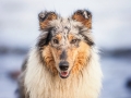 Hundemaedchen_Gaia_Rough_Collie_Langhaarcollie_bluemerle_Strand_Ostsee_Klein_Waabs_Schleswig_Holstein_Urlaub_Hund_Meer_Sand (59)